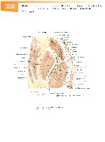 Sobotta Atlas of Human Anatomy  Head,Neck,Upper Limb Volume1 2006, page 315